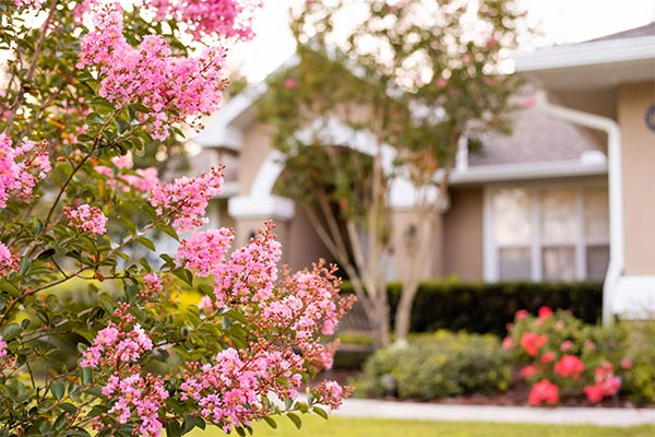 spring flowering tree outside of house