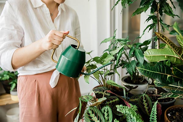 Watering home plants